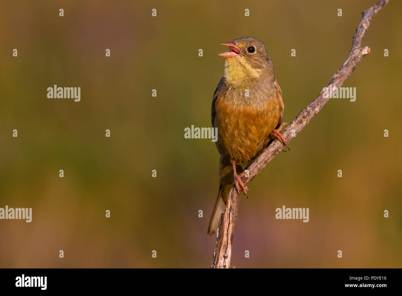 Ortolan Bunting; Emberiza hortulana Stock Photo