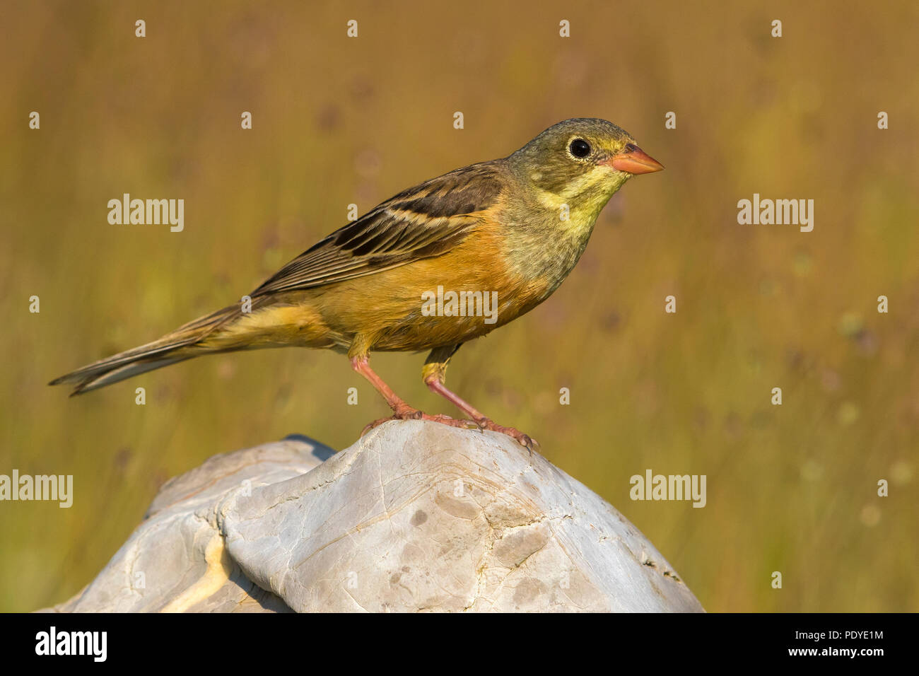 Ortolan Bunting; Emberiza hortulana Stock Photo