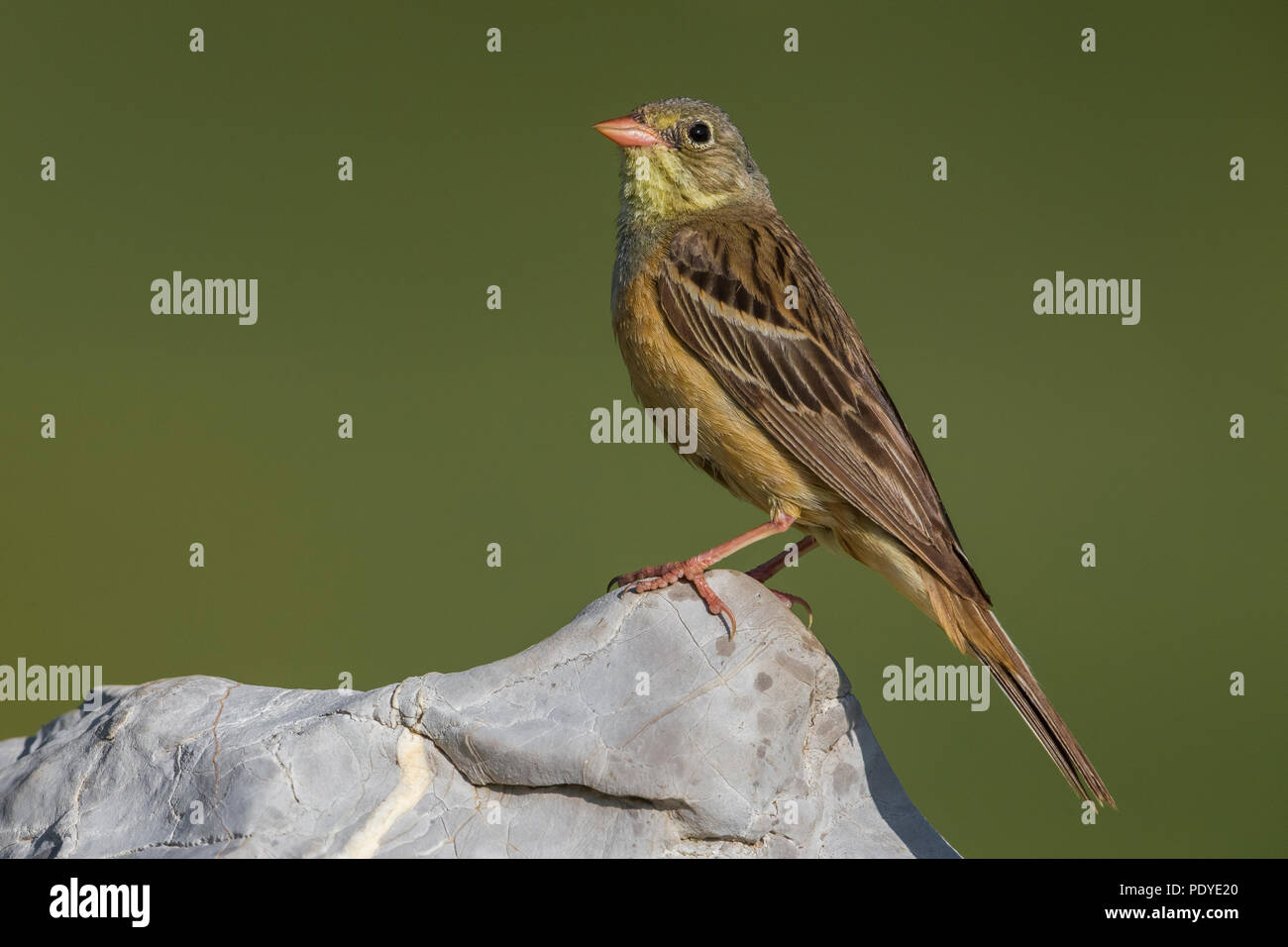 Ortolan Bunting; Emberiza hortulana Stock Photo