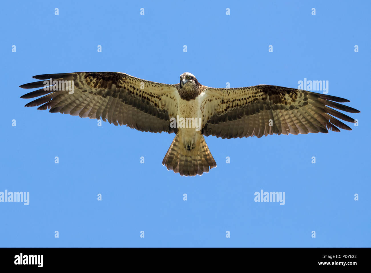 Flying Osprey; Pandion haliaetus Stock Photo
