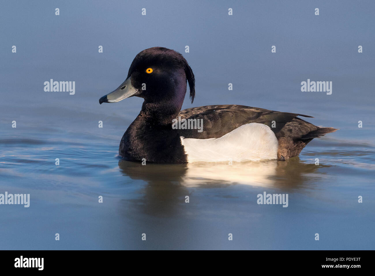 Swimming male Tufted Duck; Aythya fuligula Stock Photo