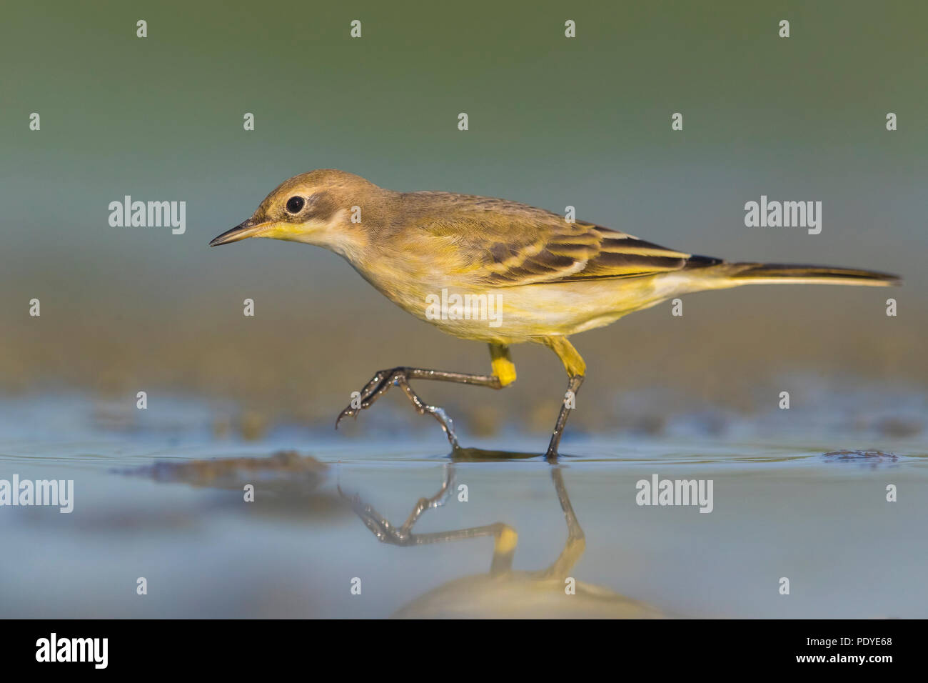 Ashy-headed Wagtail; Motacilla flava cinereocapilla Stock Photo