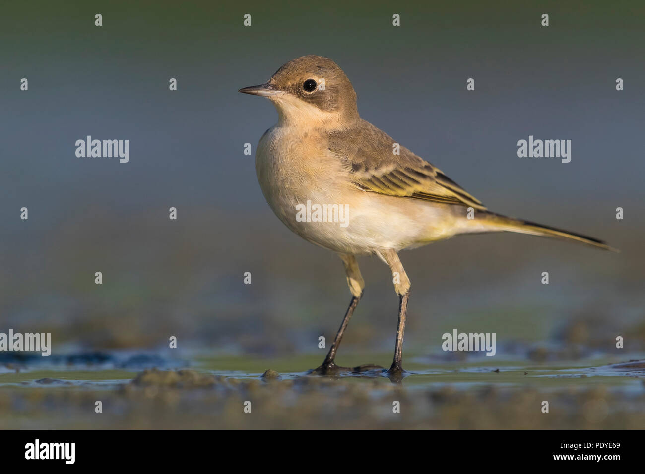 Ashy-headed Wagtail; Motacilla flava cinereocapilla Stock Photo