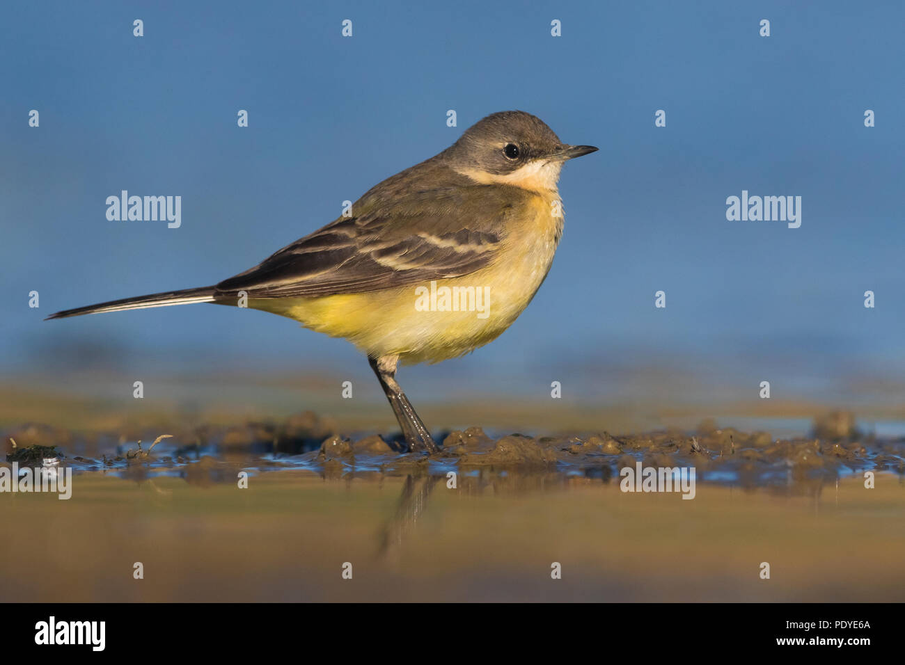 Ashy-headed Wagtail; Motacilla flava cinereocapilla Stock Photo