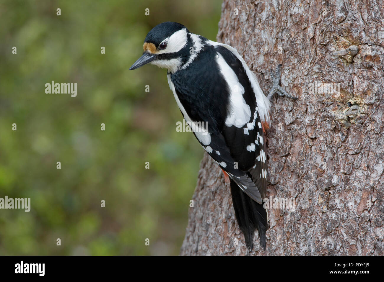 Grote bonte specht in karakteristieke houding tegen boomstam. Great Spotted Woodpecker in specific position at a trunk. Stock Photo