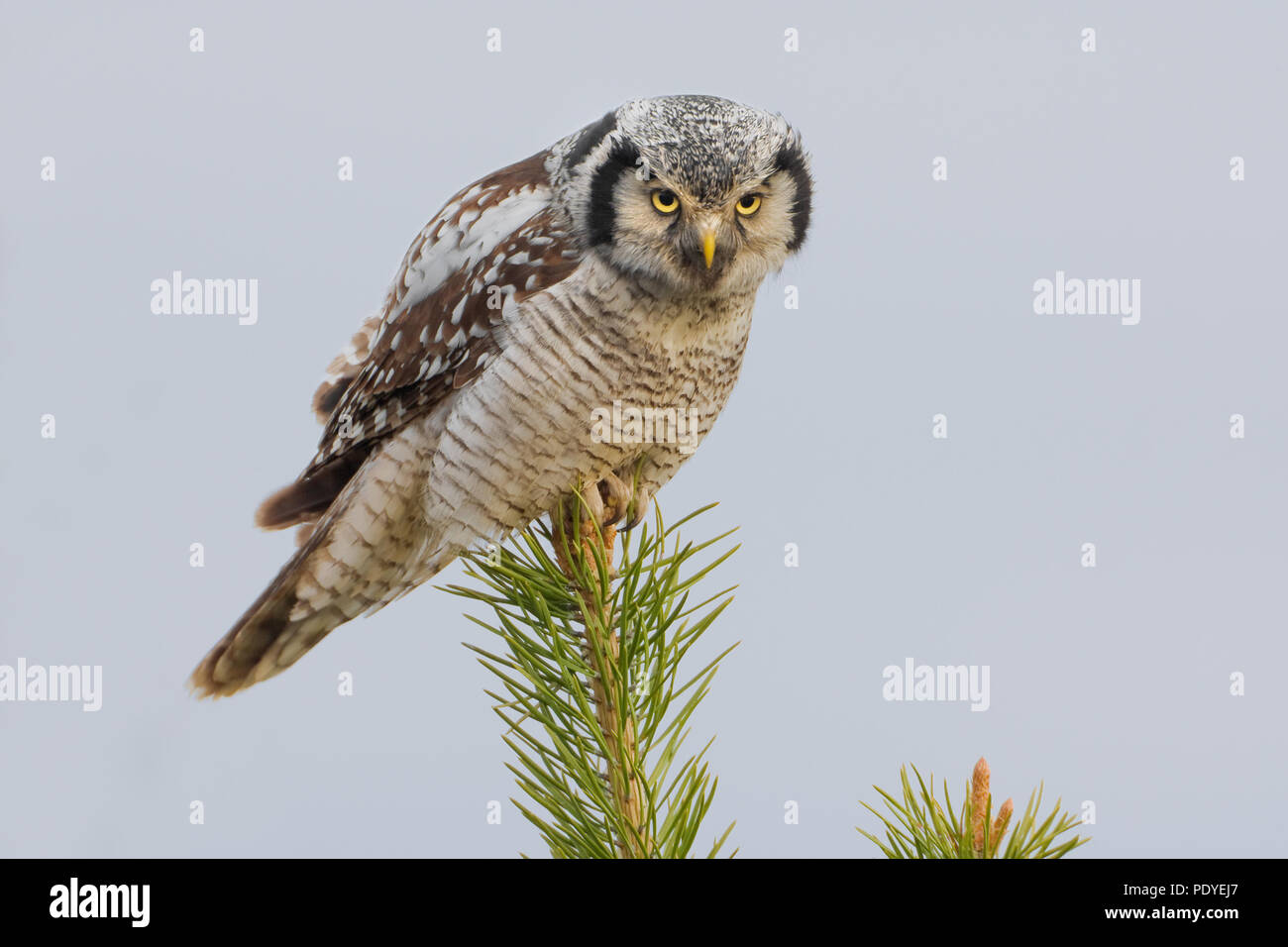 Sperweruil op topje van jonge den. Hawk Owl in the top of a fresh pine-tree. Stock Photo