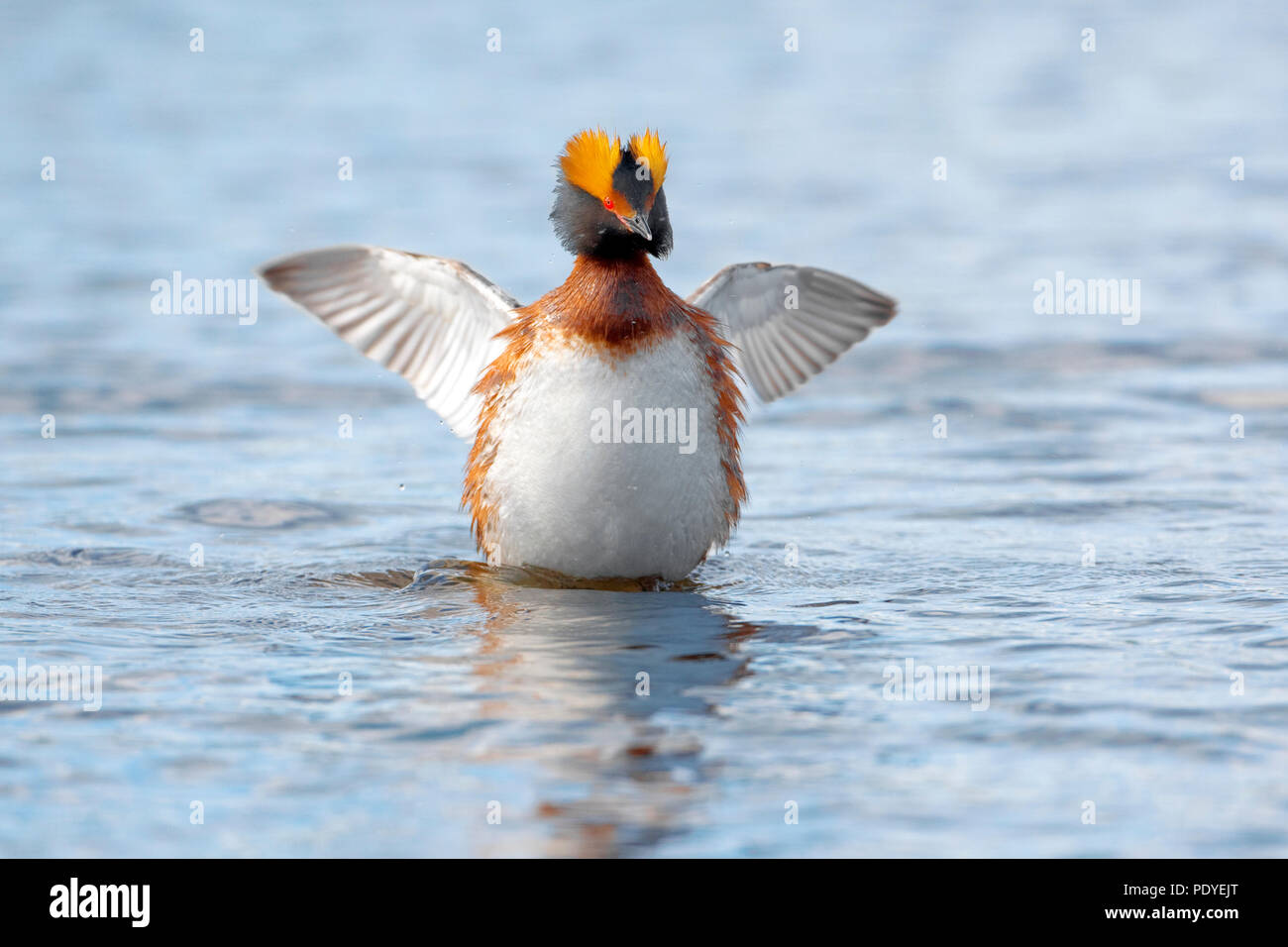 Kuifduiker te water met uitzwaaiende vleugels.Horned Grebe in the water with waving wings. Stock Photo