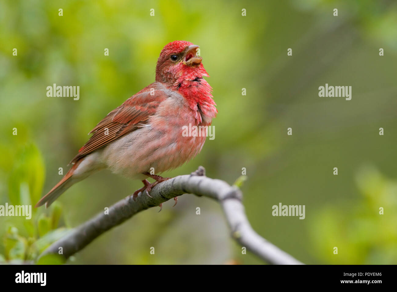 A Scarlet Rosefinch singing on a twig Stock Photo