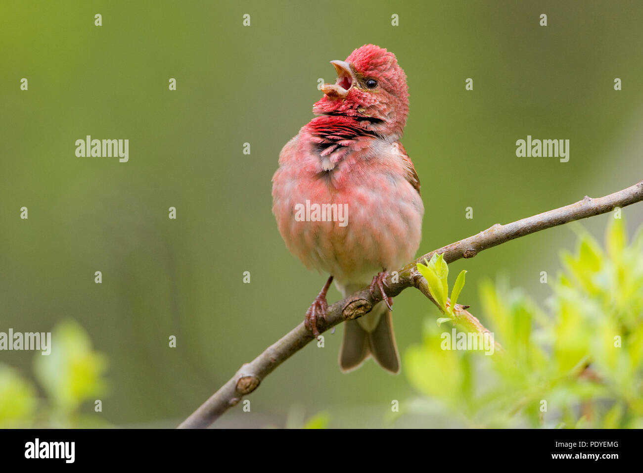 A Scarlet Rosefinch singing on a twig Stock Photo