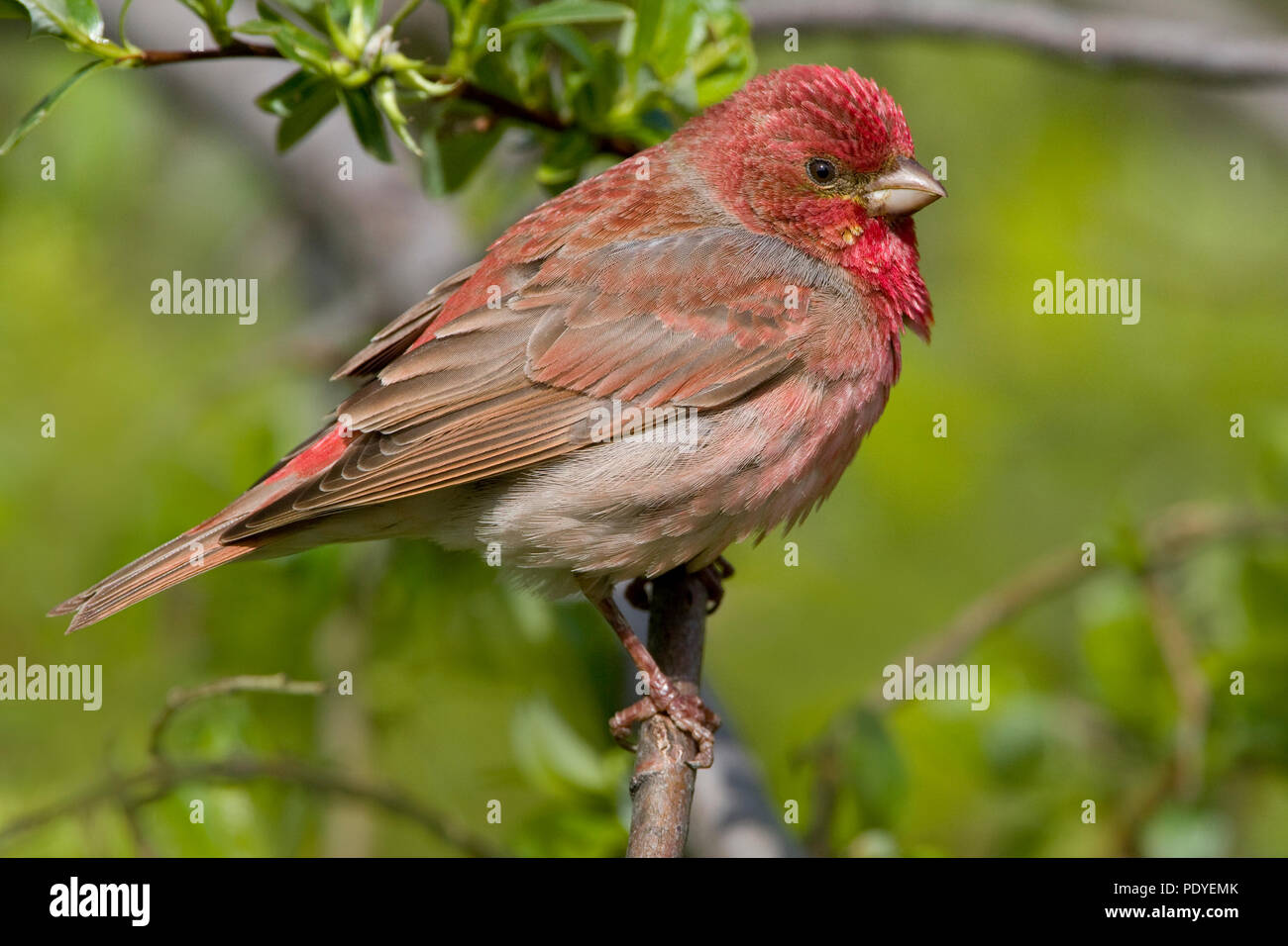 A Scarlet Rosefinch on a twig Stock Photo