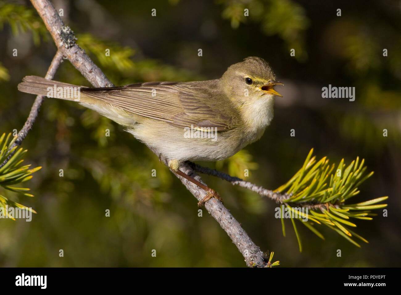 Fitis op een dennentakje.Willow Warbler on a pine branch. Stock Photo