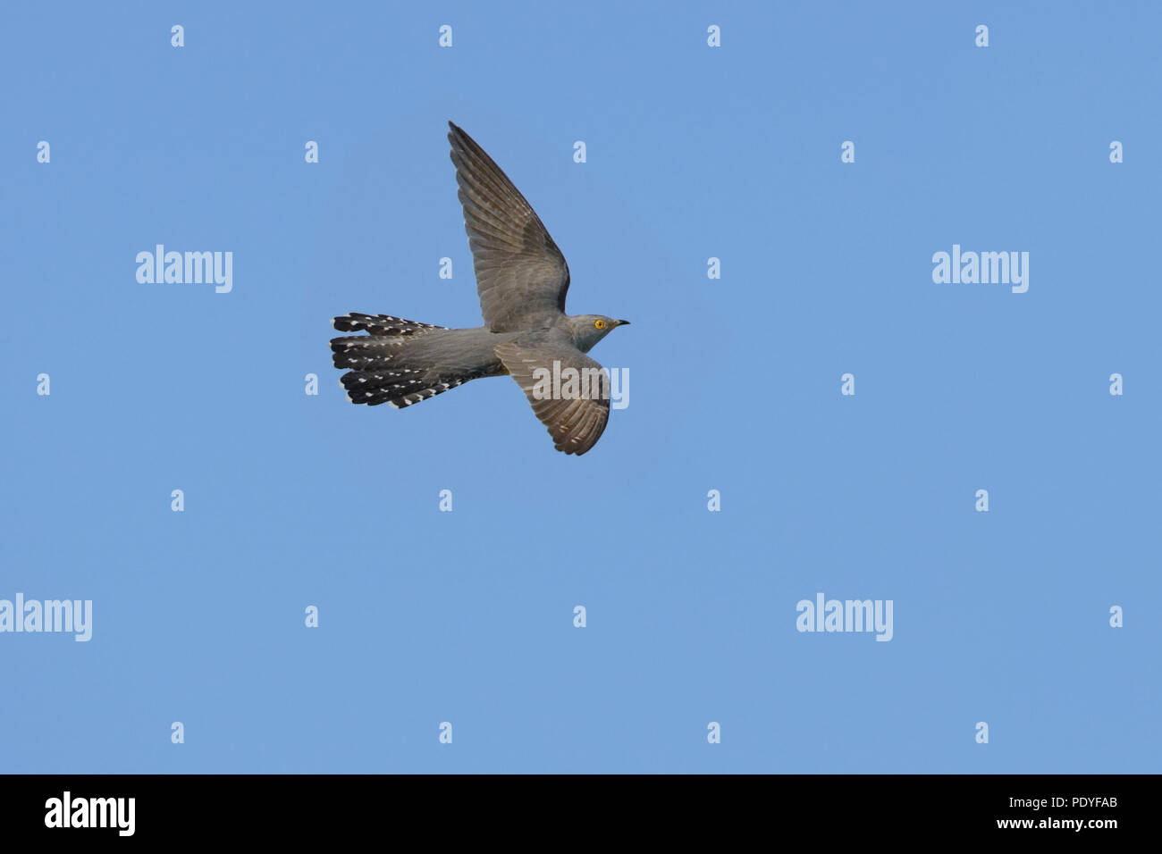 flying Cuckoo against blue sky Stock Photo