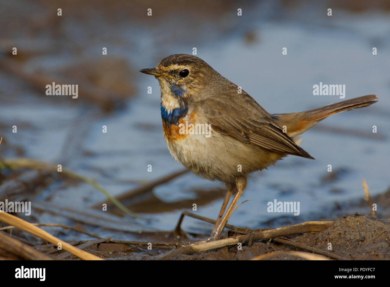 Bluethroat; Luscinia svecica cyanecula; Blauwborst Stock Photo