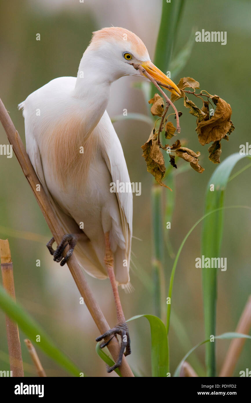 Tagak Cattle Egret in breeding plumage; Bubulcus ibis; Koereiger in ...