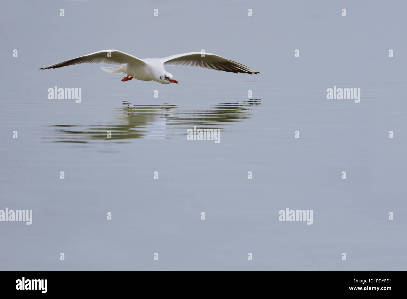 Black-headed Gull flying; Larus ridibundus; Kokmeeuw vliegend Stock Photo