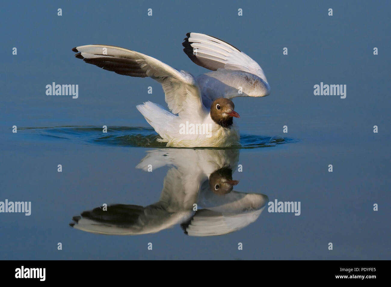Common Black-headed Gull with wings raised and reflection in water; Chroicocephalus ridibundus; Kokmeeuw zwemmend met opgeheven vleugels en weerspiegeling in het water. Stock Photo