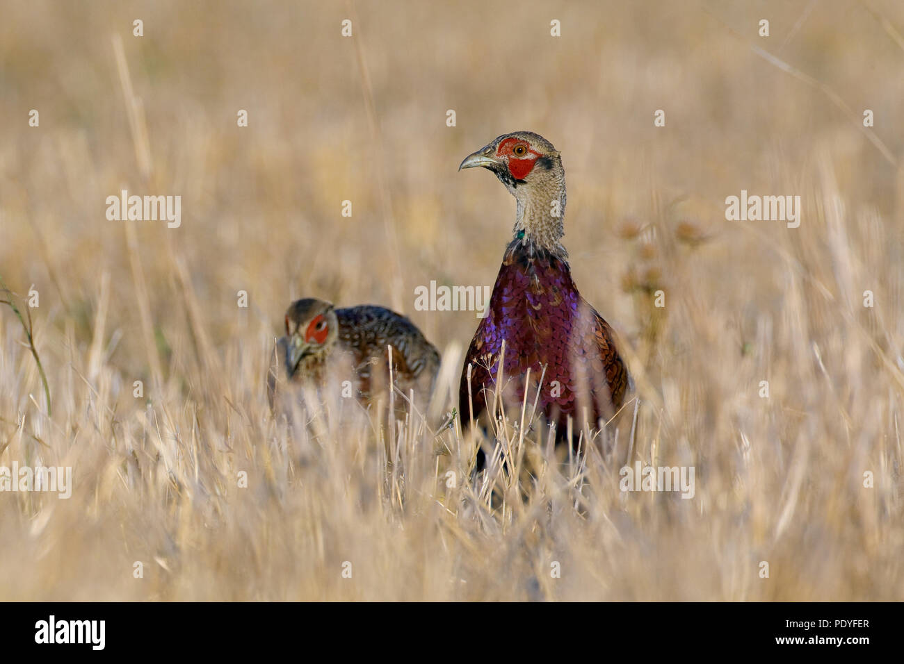 Common Pheasant; Phasianus colchicus; Fazant Stock Photo