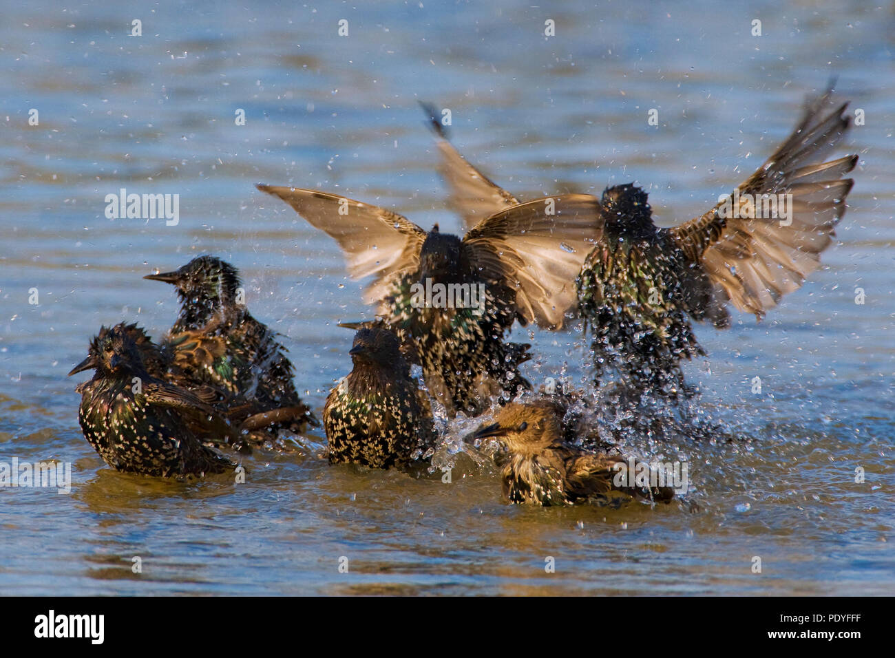 Common Starlings bathing; Sturnus vulgaris; Spreeuwen in bad. Stock Photo
