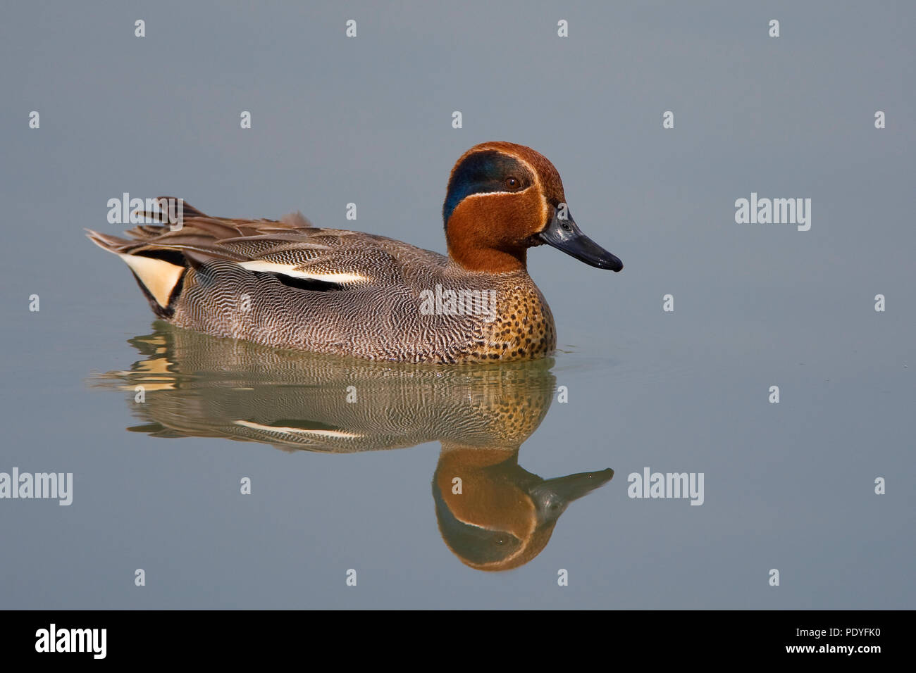 mannetje Wintertaling zwemmend; Swimming male Common Teal; Anas crecca Stock Photo