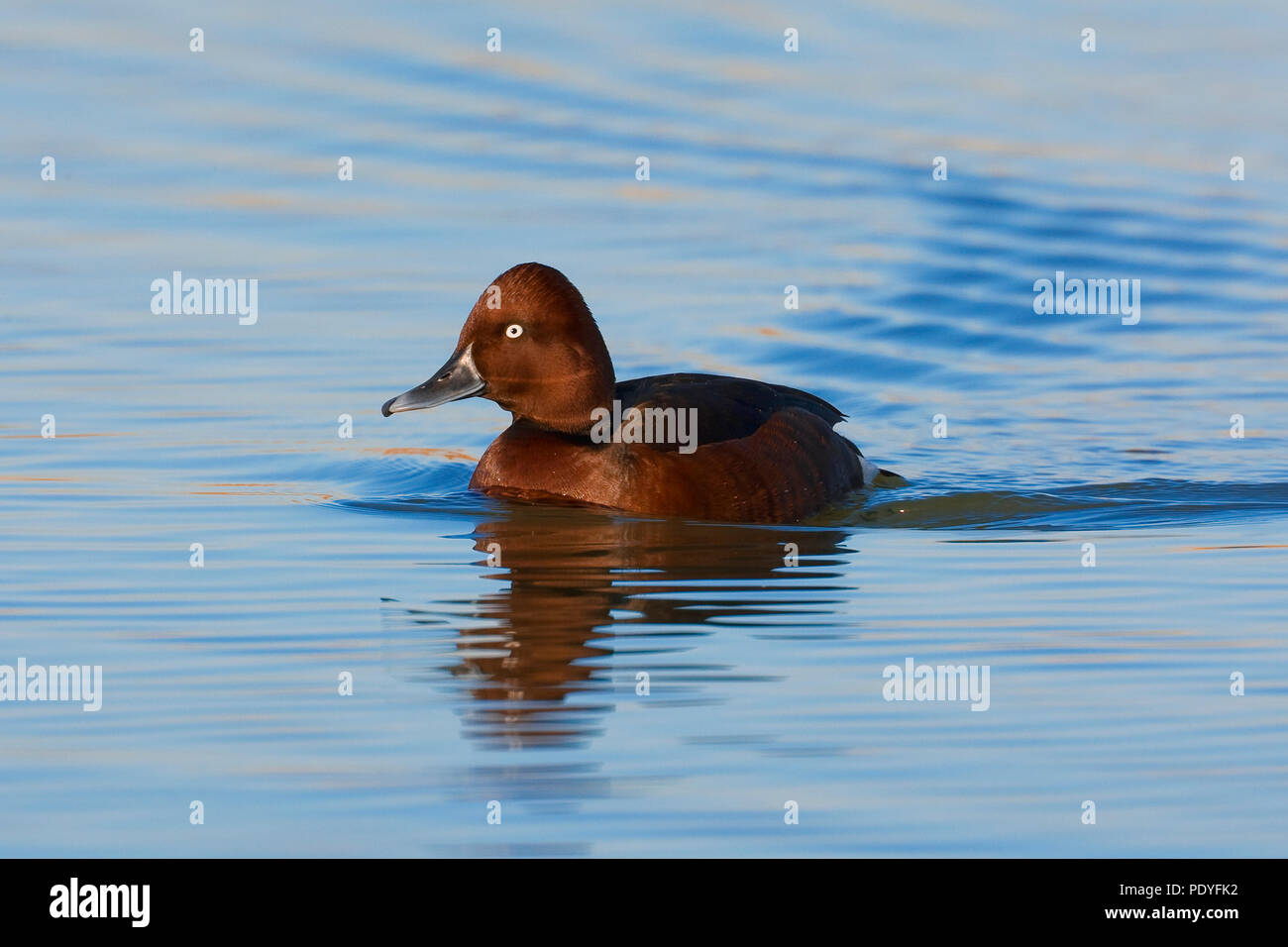 Zwemmend mannetje (woerd) Witoogeend; Male Ferruginous Duck swimming; Aythya nyroca Stock Photo