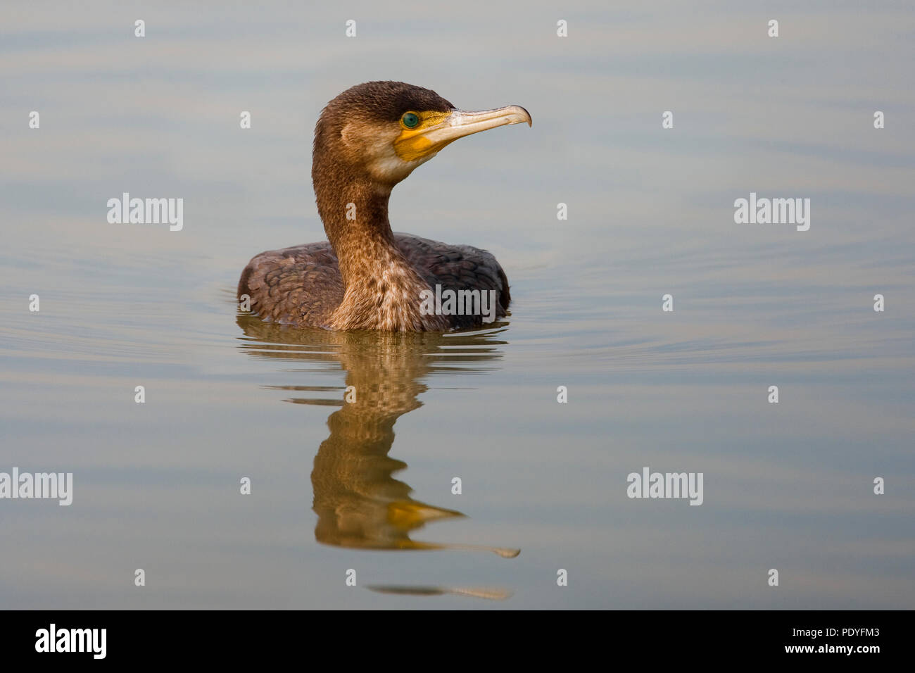 aalscholver zwemmend; Great Cormorant; Phalacrocorax carbo Stock Photo