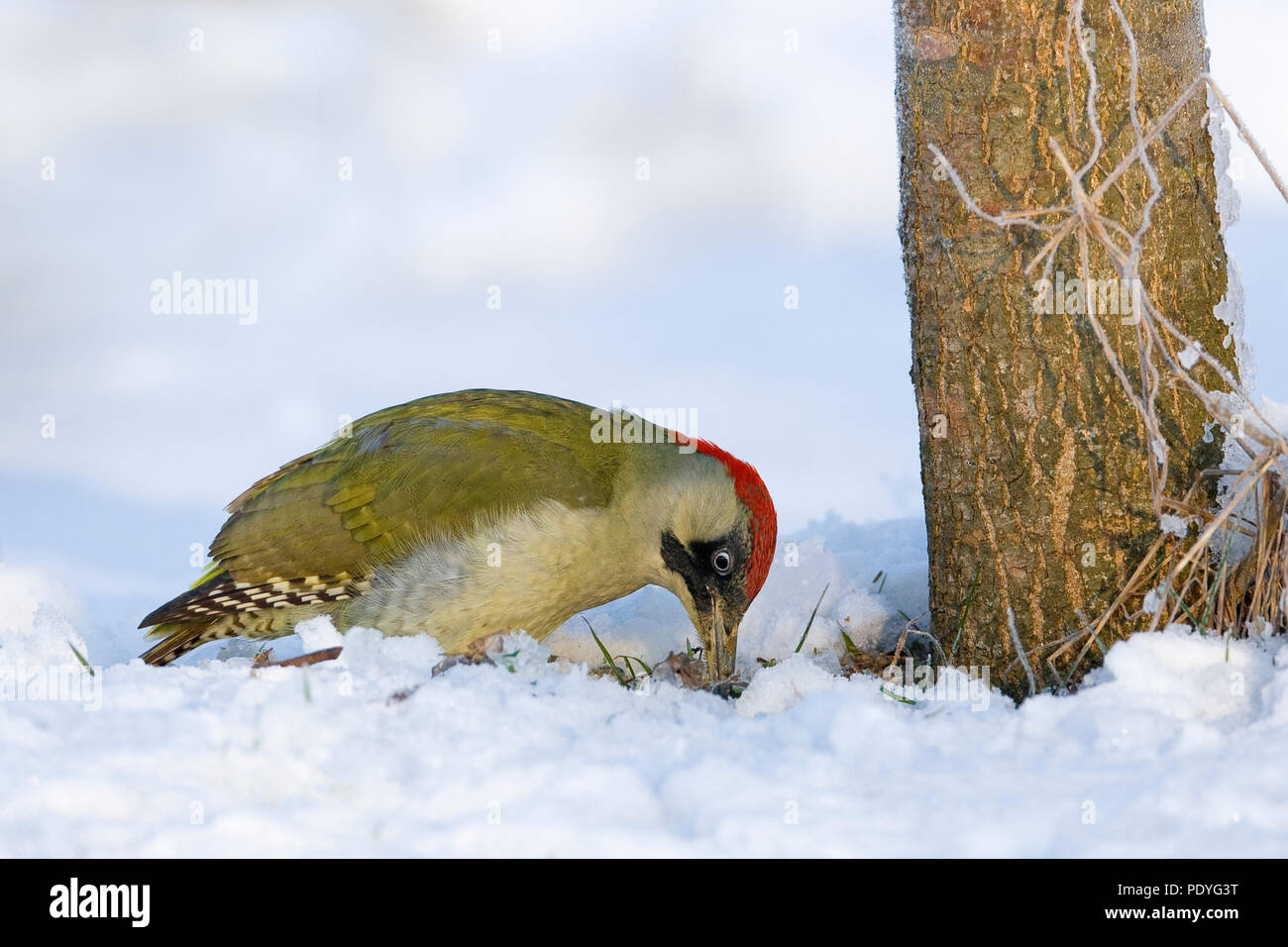 Green Woodpecker foraging on the ground with snow. Stock Photo