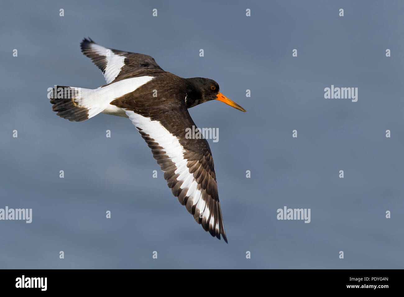 Oystercatcher flying Stock Photo Alamy