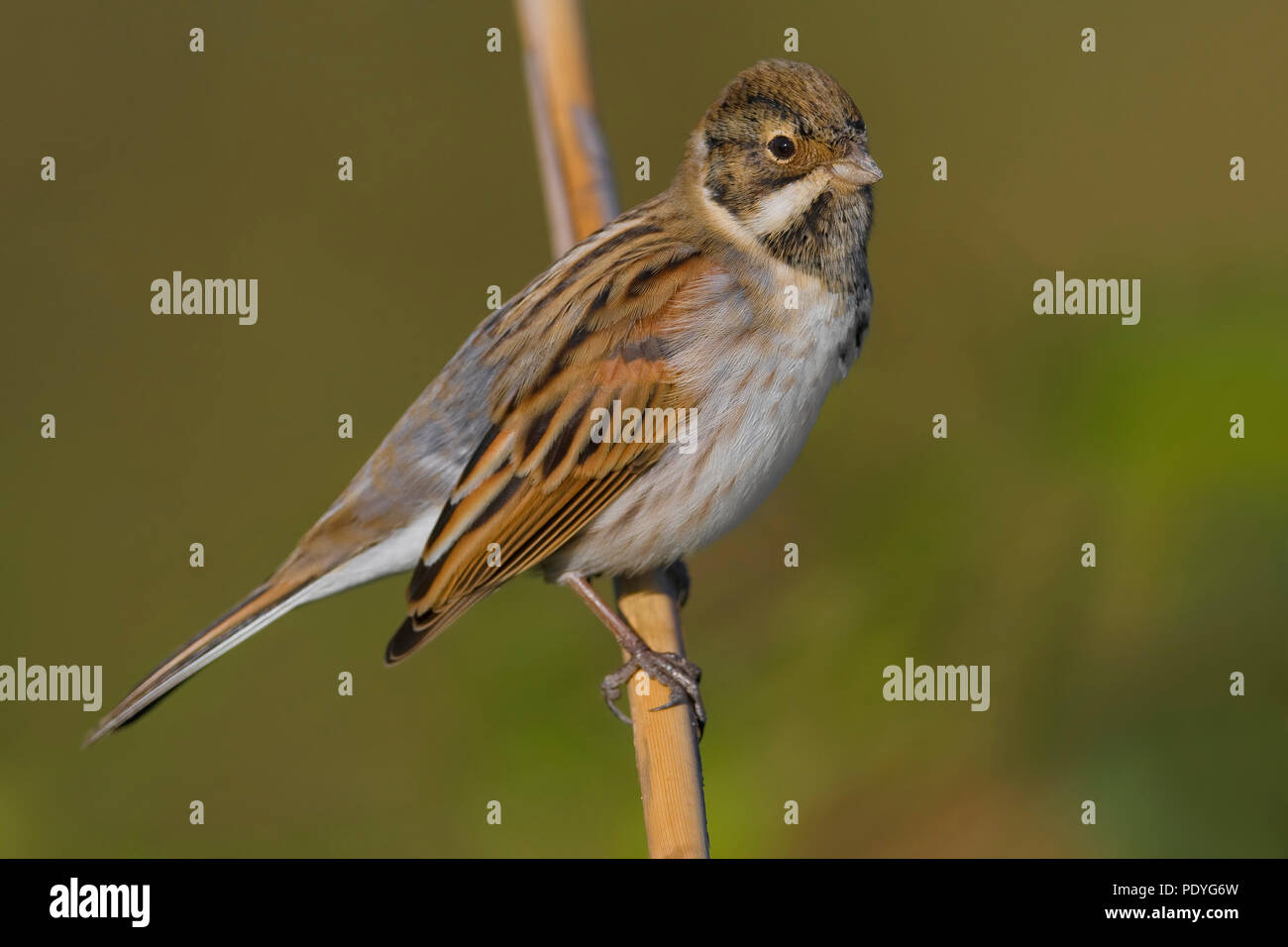 Reed Bunting in non-breeding plumage Stock Photo