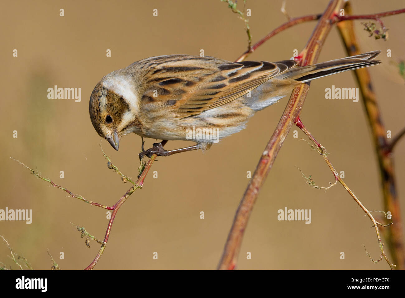 Reed Bunting foraging in non-breeding plumage Stock Photo