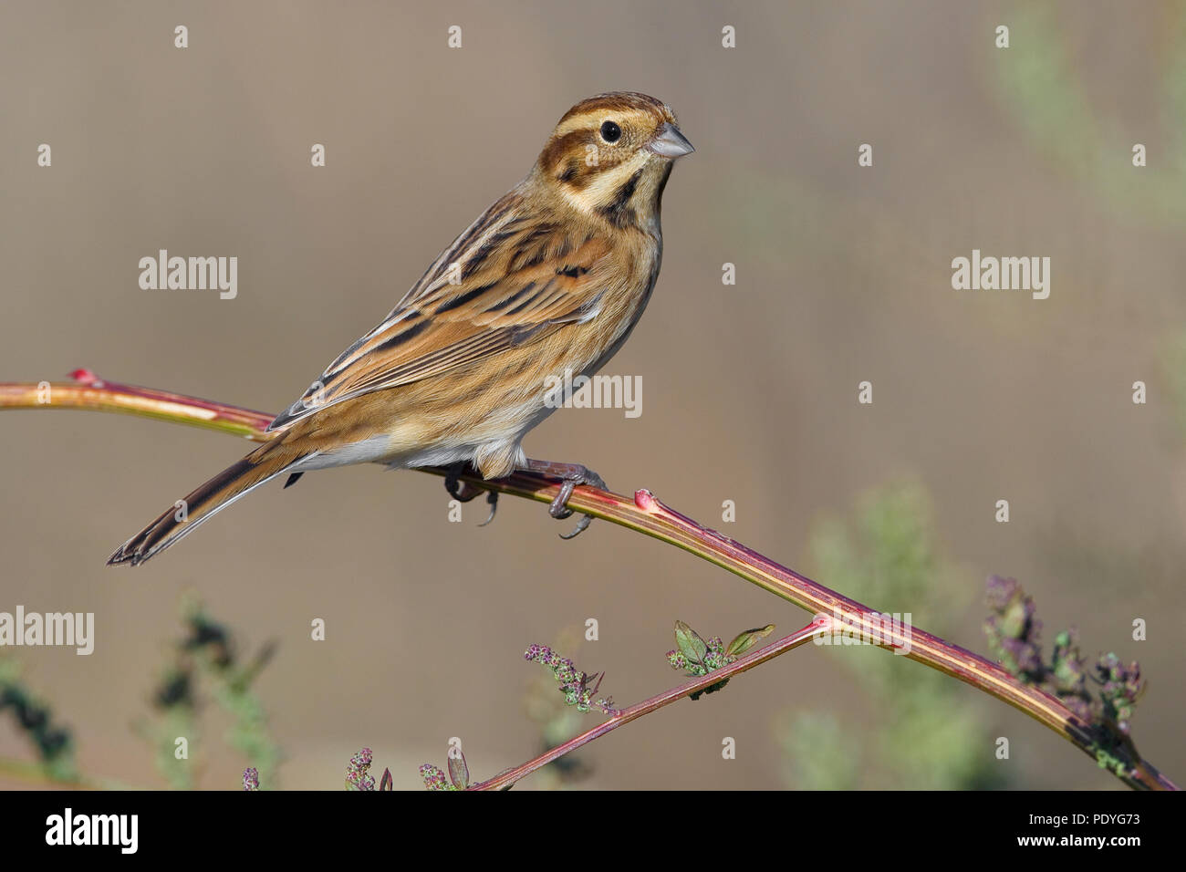 Reed Bunting in non-breeding plumage Stock Photo