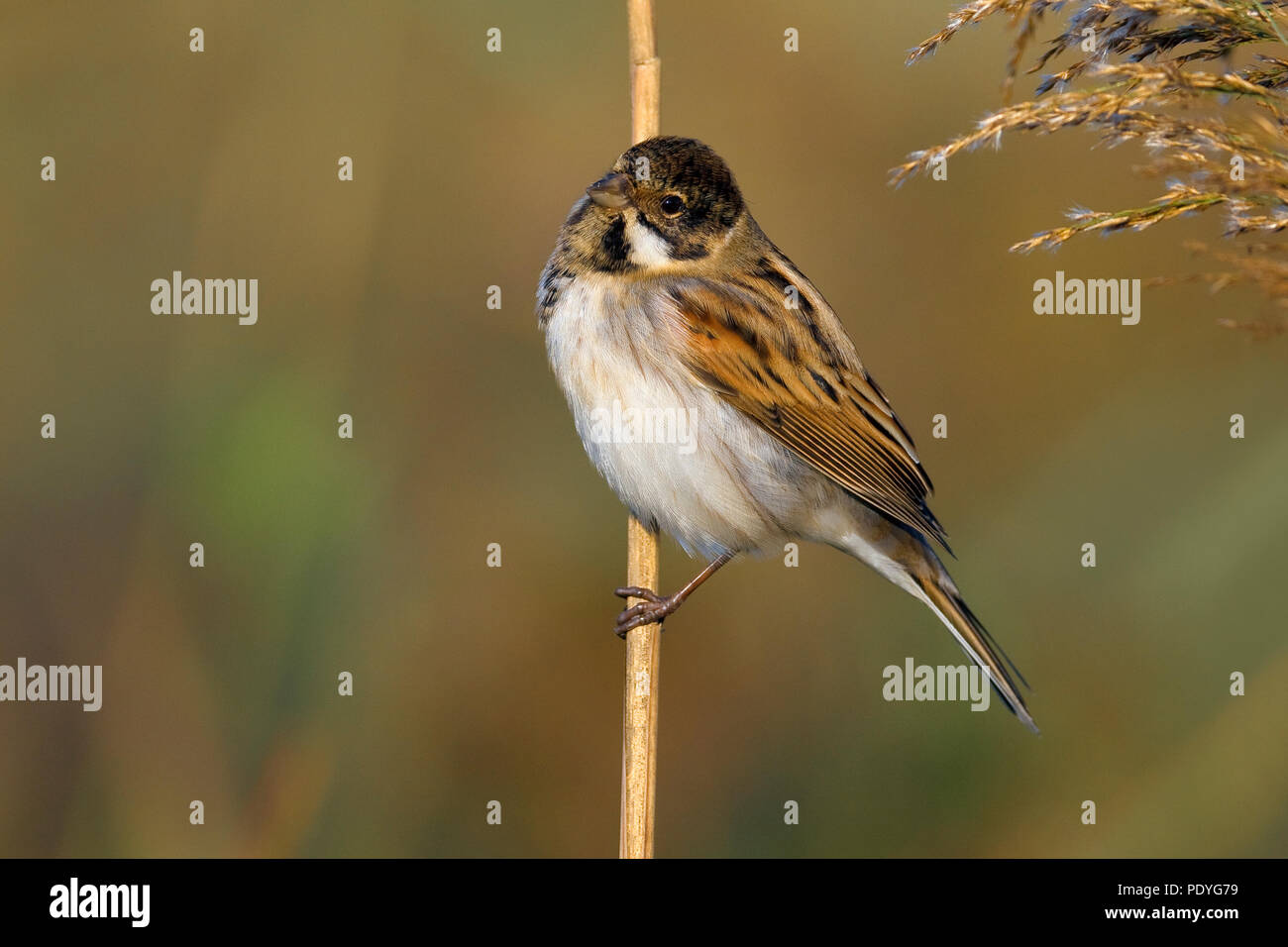 Reed Bunting in non-breeding plumage on reed stem Stock Photo