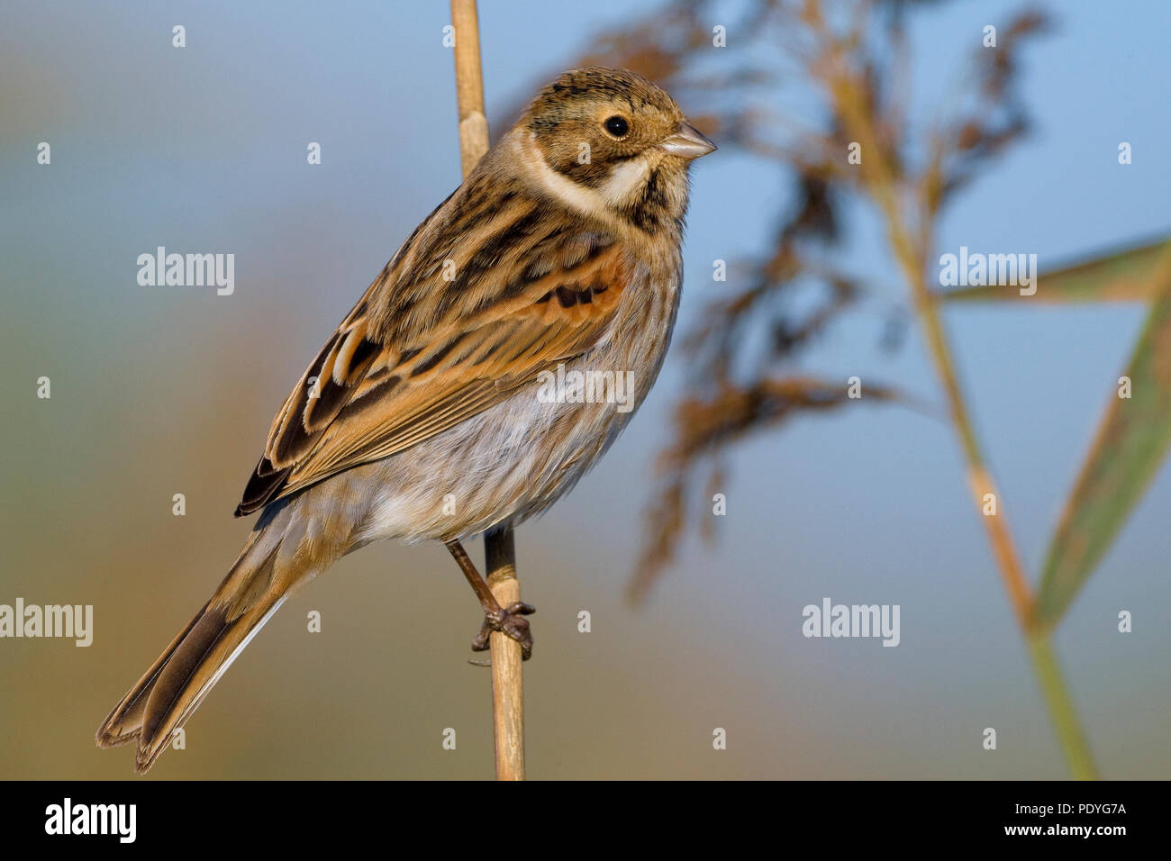 Reed Bunting in non-breeding plumage on reed stem Stock Photo