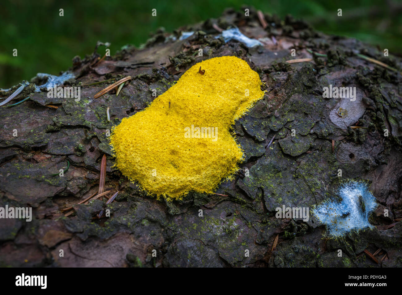 Yellow slime mold on a pine tree trunk. Stock Photo