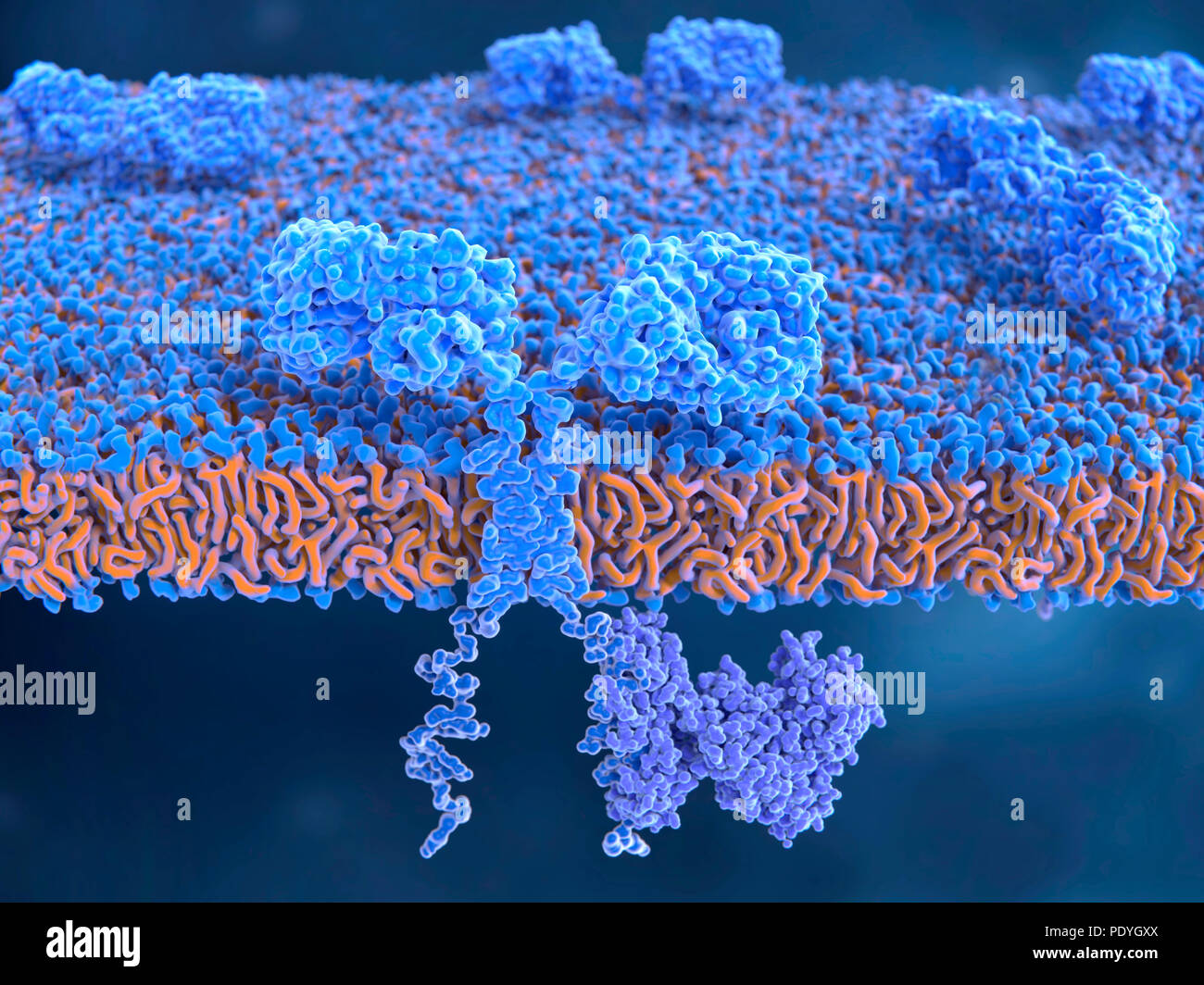 Chimeric antigen receptor (CAR) on T-cell, illustration. The CAR structures are blue, with the cutaway foreground showing one spanning the cell membrane. These CARs are on the surface of an engineered T-cell. CARs are engineered cell receptors that allow T cells to recognize and attack cancer cells in a specific way. They are built by connecting several functional parts from different proteins. This receptor has a signal protein (ZAP70, purple, lower right) attached to the intracellular domain (bottom). Stock Photo