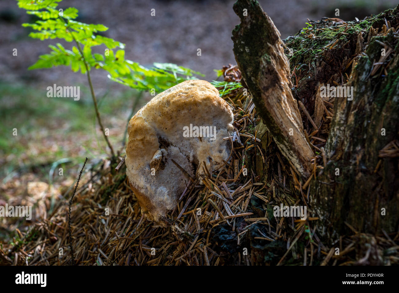 The slime mold Oligoporous at the base of a pine tree stump. Stock Photo