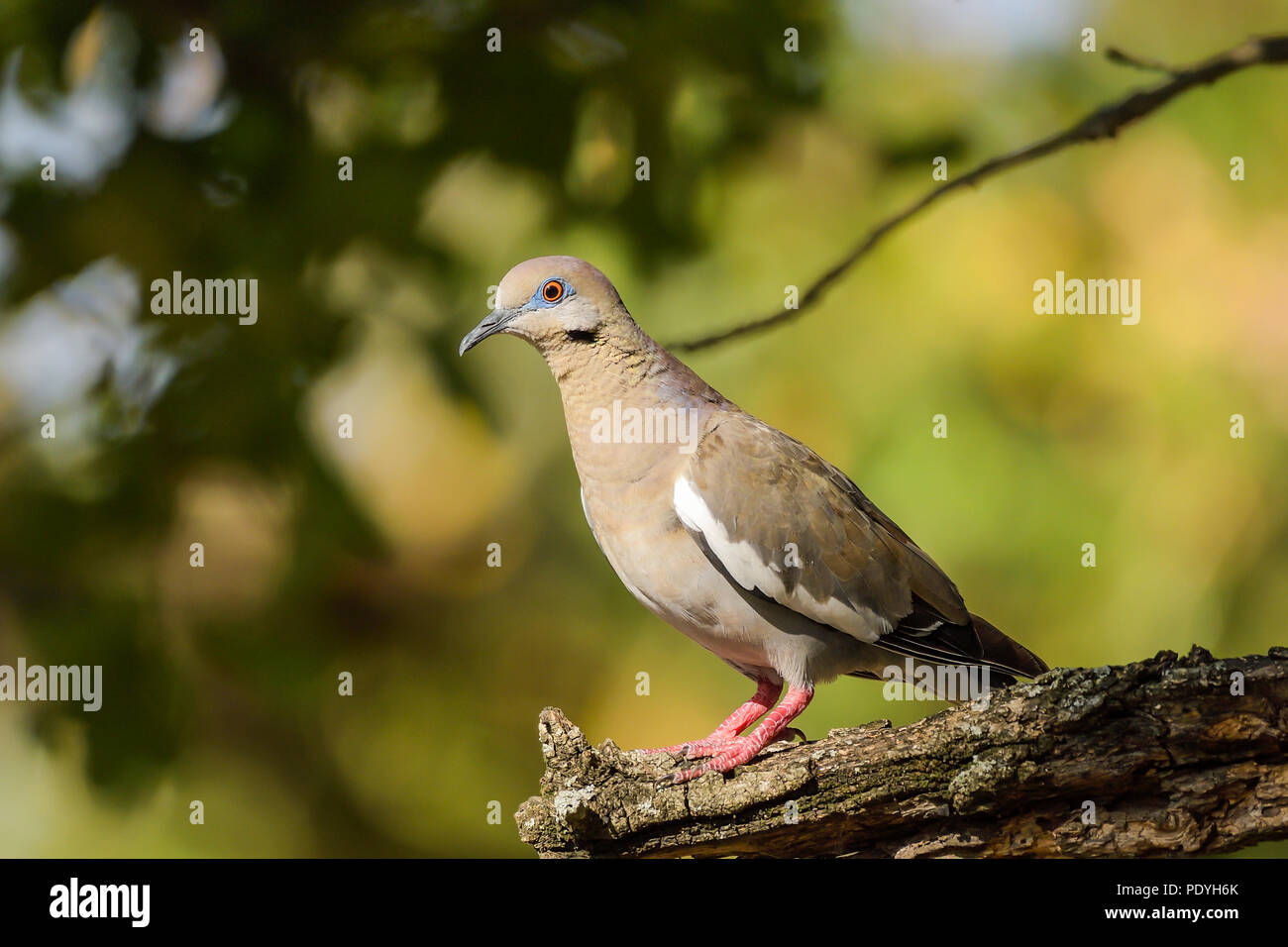 The White-winged dove Zenaida asiatica is valuable as a game bird in Texas and American southwest.  This one is perched in tree limb. Stock Photo