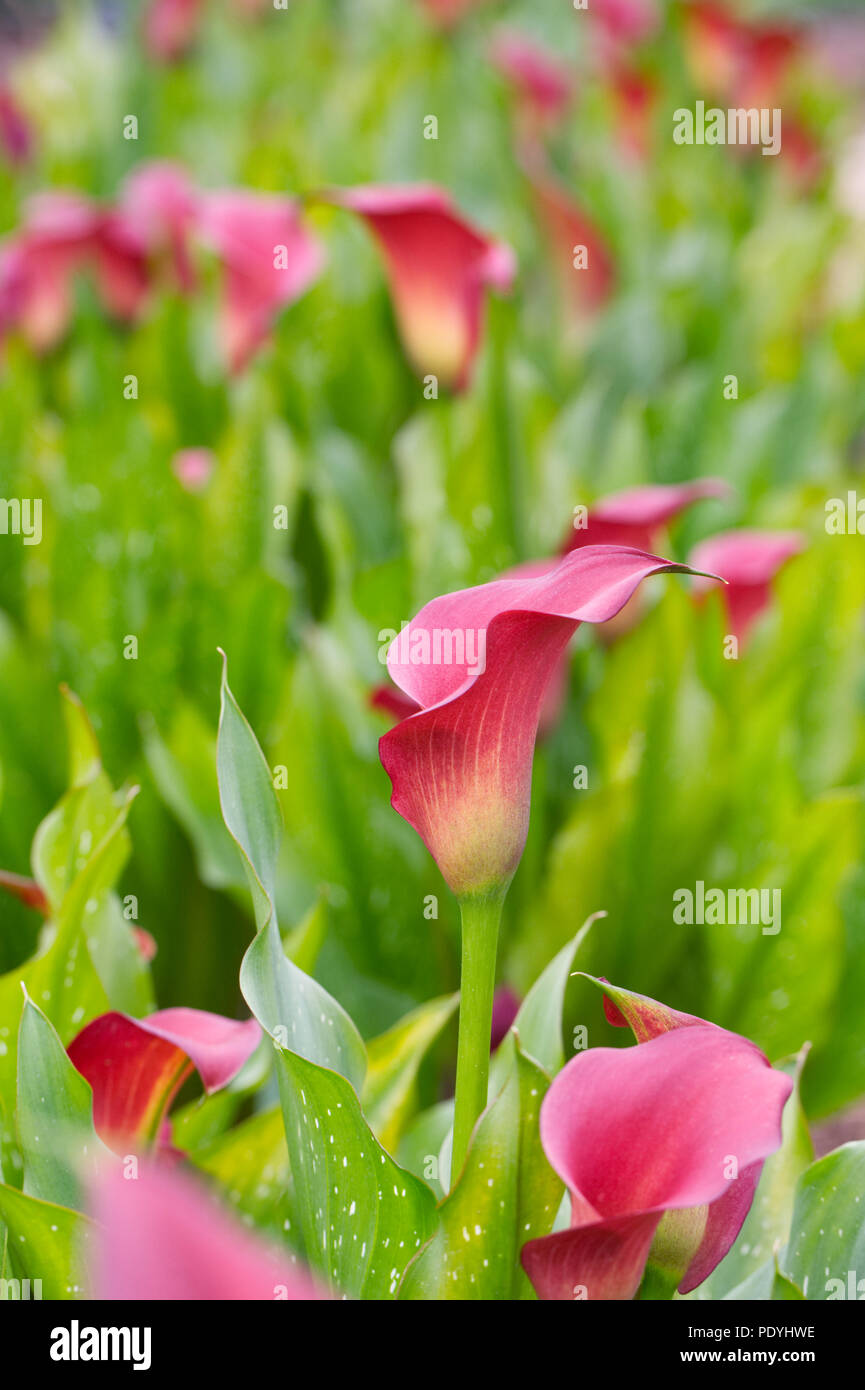 Zantedeschia 'Red Emotion' flowers. Stock Photo