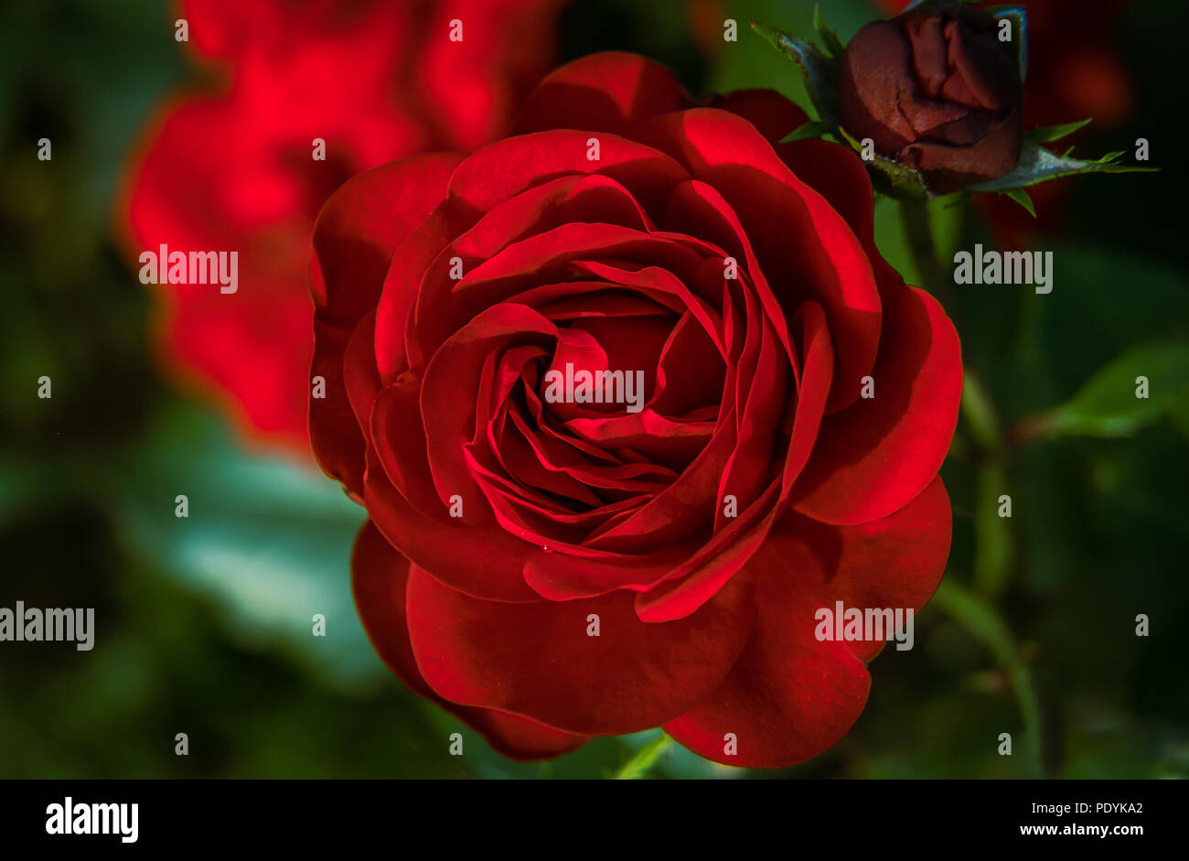 Red rose and a bud behind it in the garden. Stock Photo