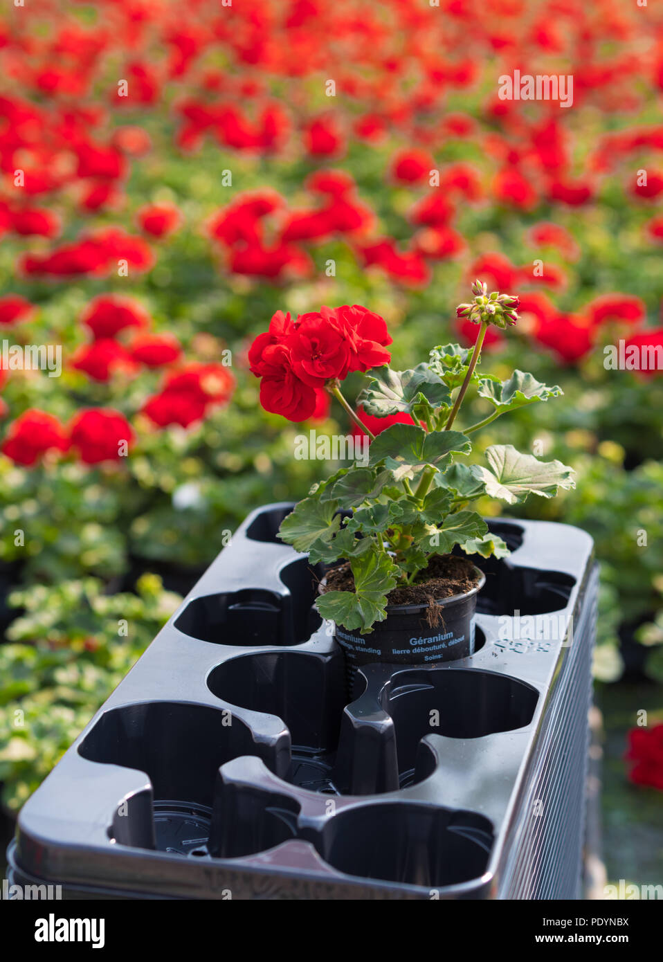 cultivation of red geraniums in a commercial greenhouse Stock Photo