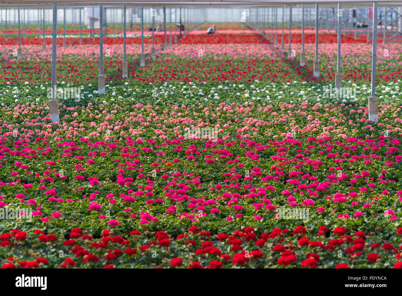commercial greenhouse full with blooming flowers Stock Photo Alamy