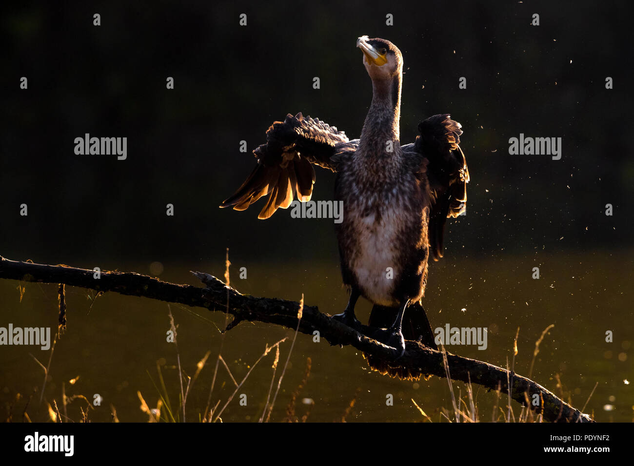 Great Cormorant; Phalacrocorax carbo sinensis Stock Photo