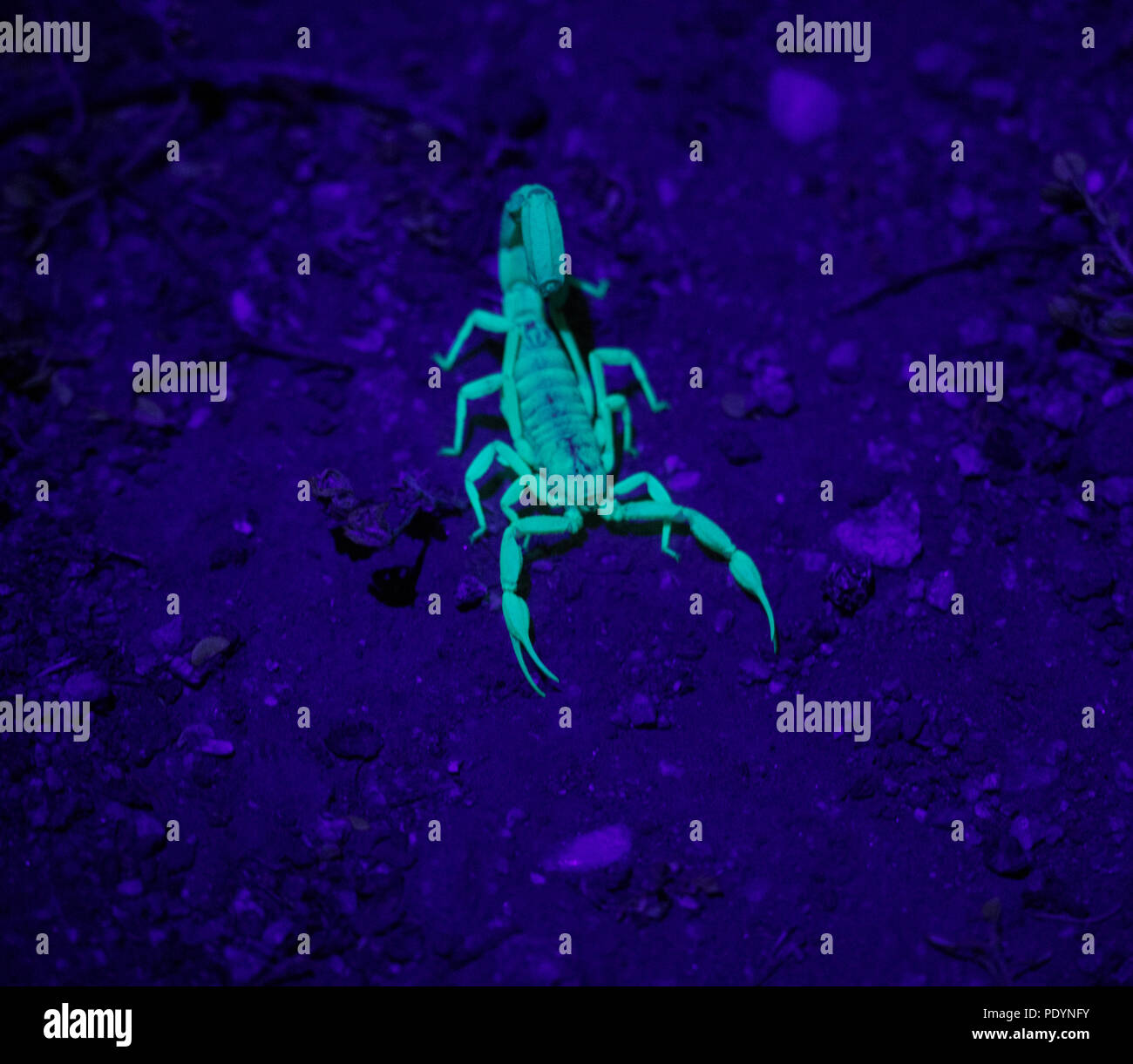 Scorpion in the Dark. Glowing insect and common bug of the desert. Small but deadly poisonous Scorpion. Stock Photo