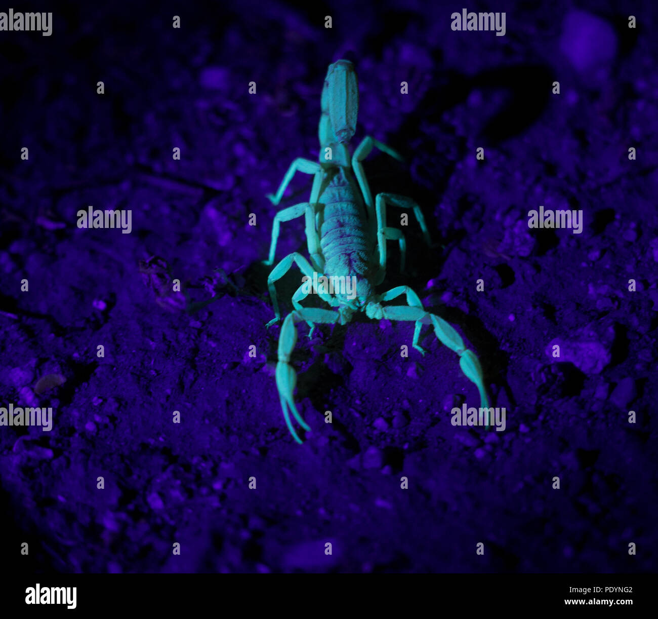 Scorpion in the Dark. Glowing insect and common bug of the desert. Small but deadly poisonous Scorpion. Stock Photo