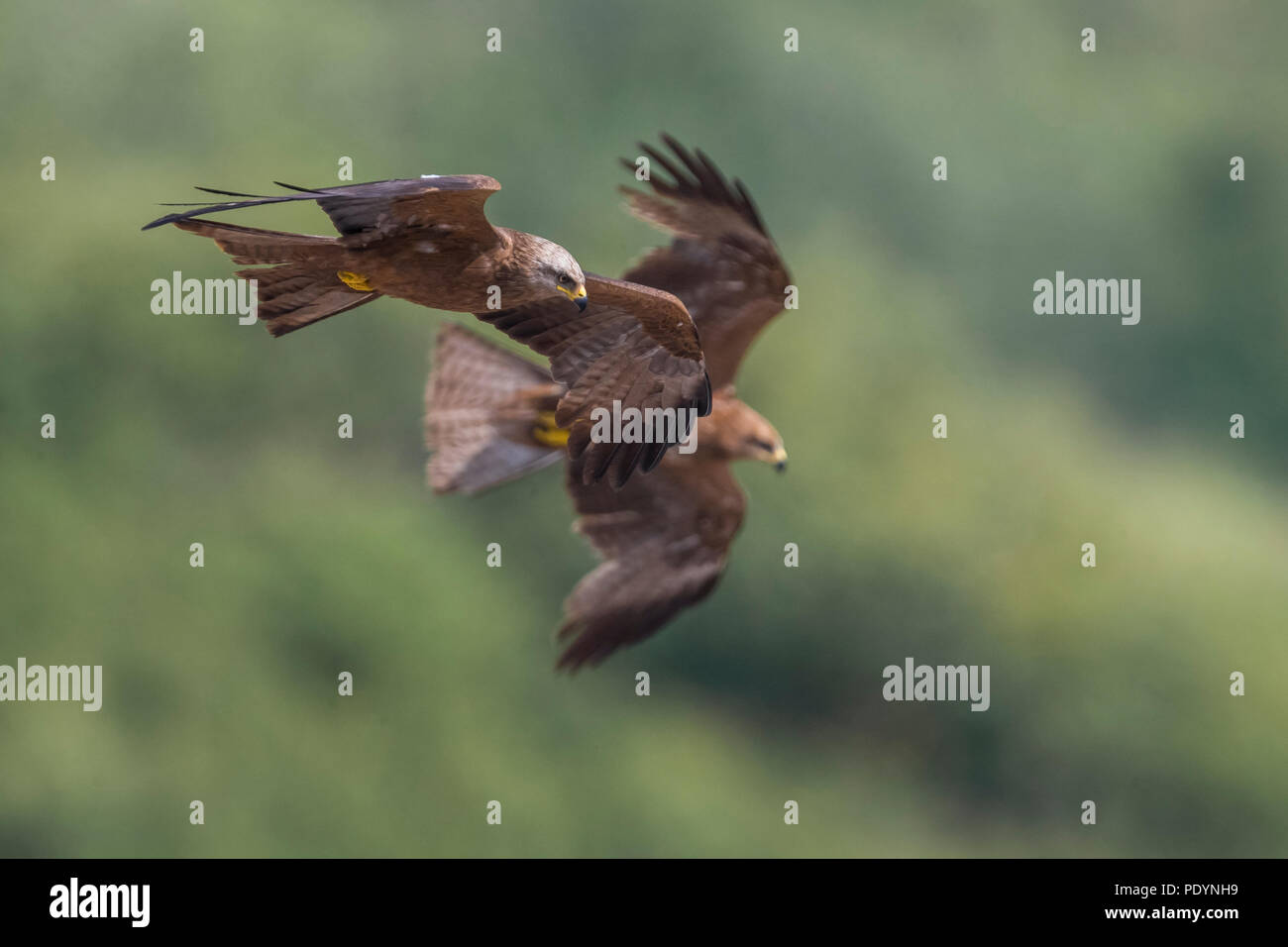 Black kites hi-res stock photography and images - Alamy