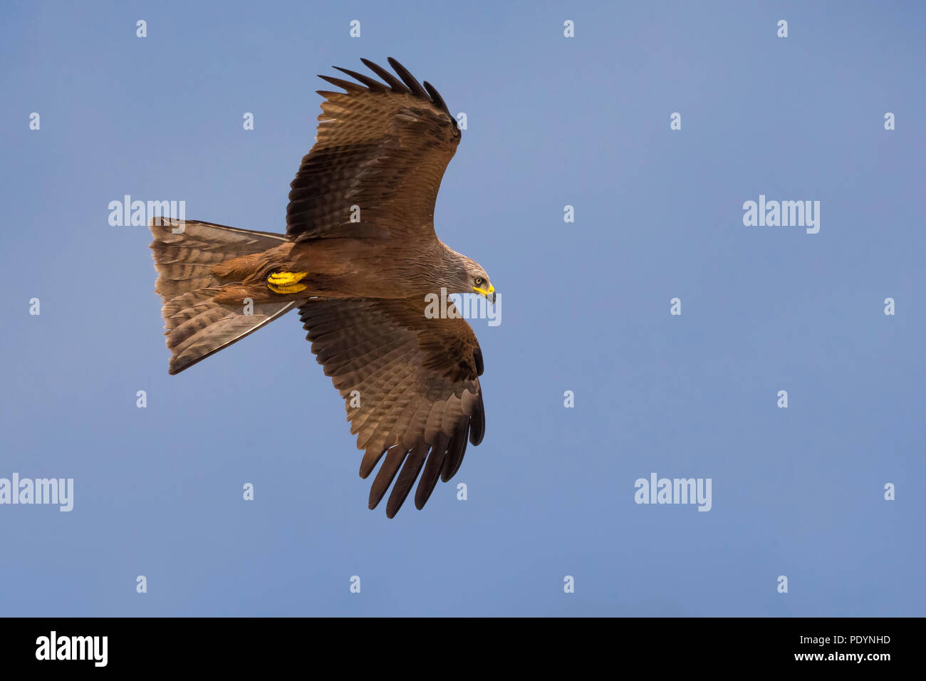 Flying Black Kite; Milvus migrans Stock Photo
