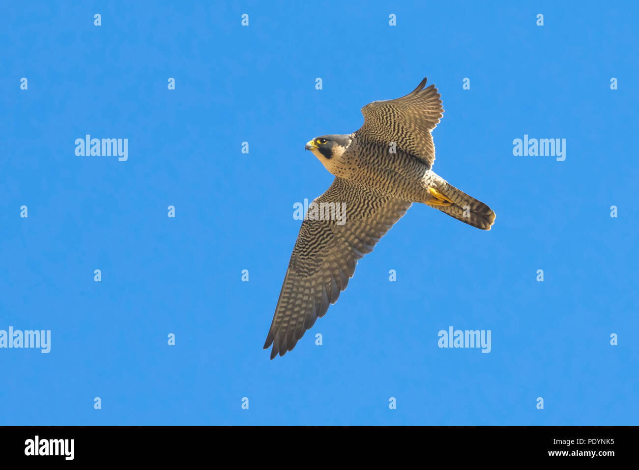 Flying adult Peregrine (Falco peregrinus) against blue sky Stock Photo
