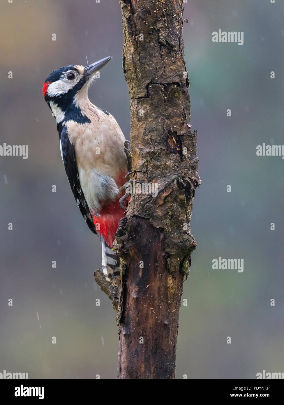 Great Spotted Woodpecker; Dendropocos major Stock Photo
