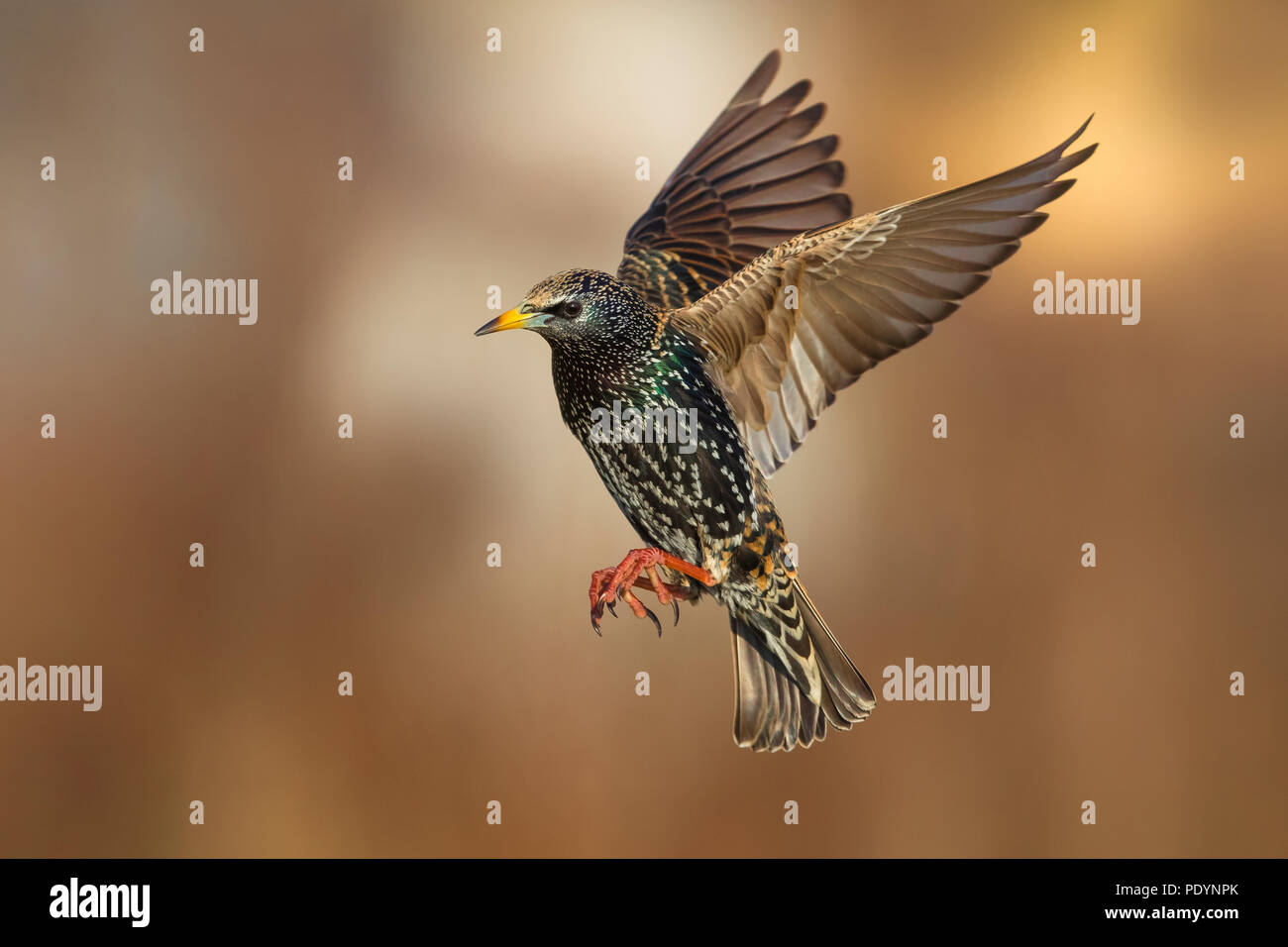 Flying Common Starling; Sturnus vulgaris Stock Photo