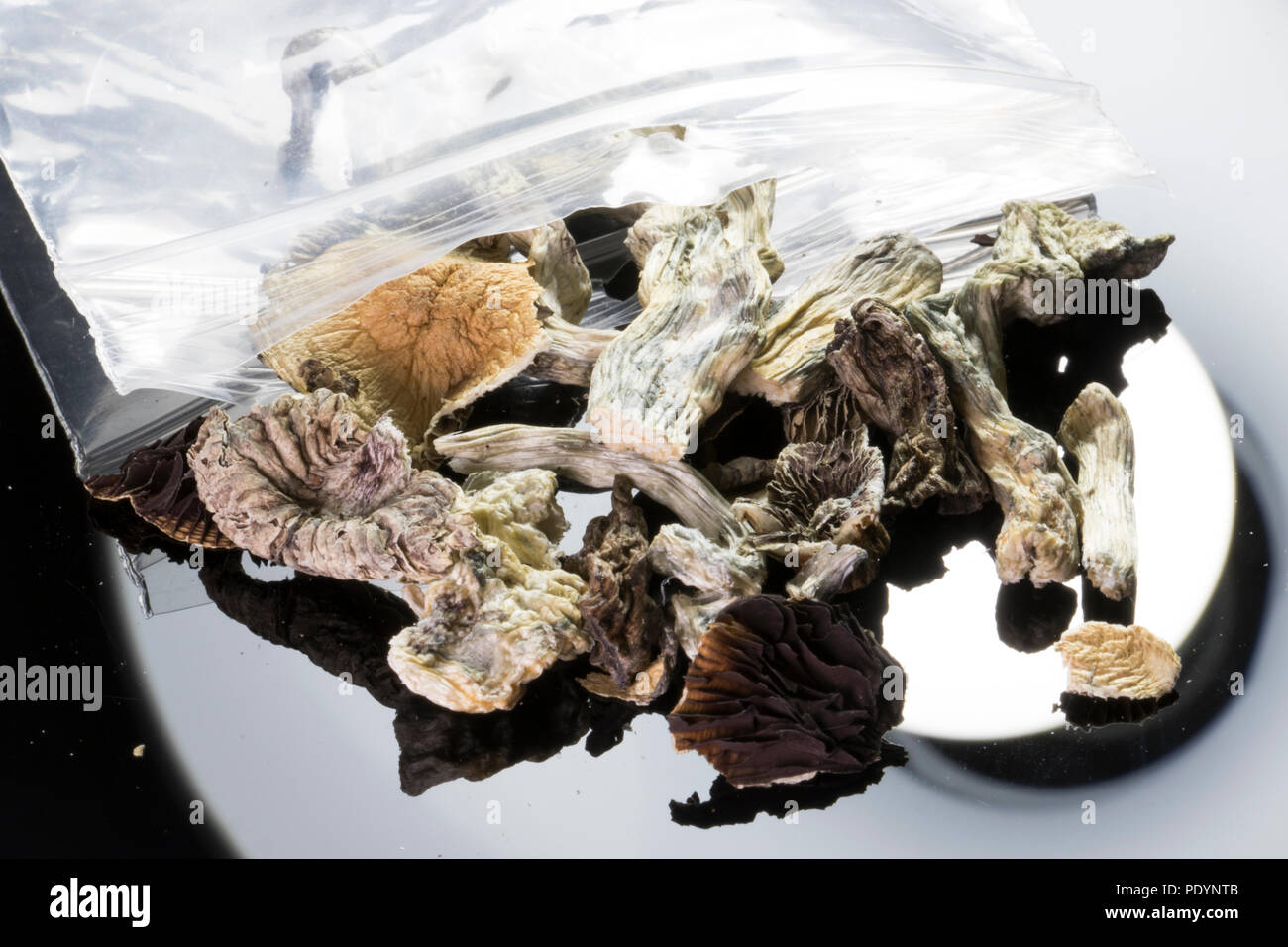 Psychedelic Mushrooms. Dried magic mushrooms spilling out of a bag. Stock Photo