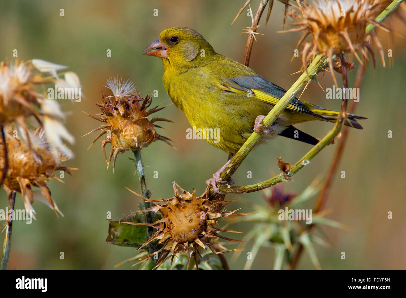 Groenling mannetje; Greenfinch; Carduelis chloris Stock Photo
